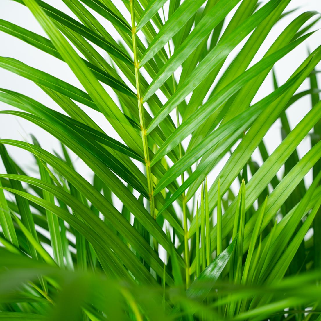 Areca Palm – Goudpalm kamerplant