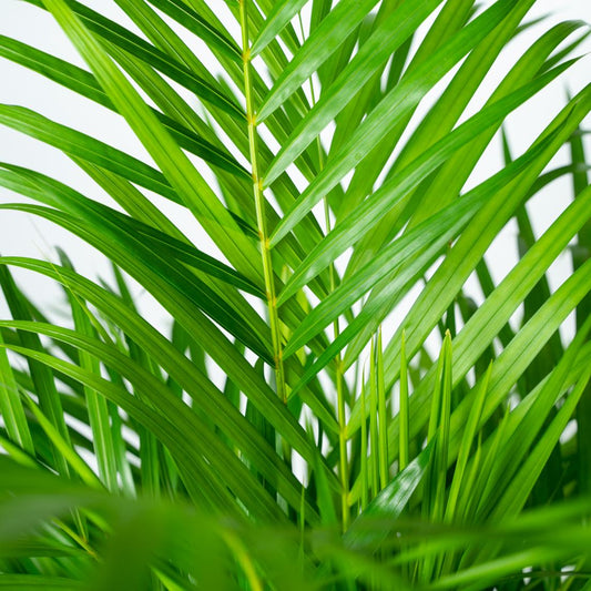 Areca Palm – Goudpalm kamerplant