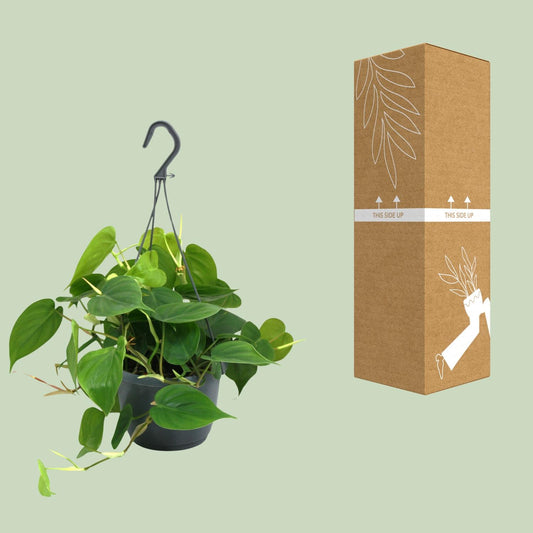 Philodendron Scandens – Hartbladige philodendron hangplant
