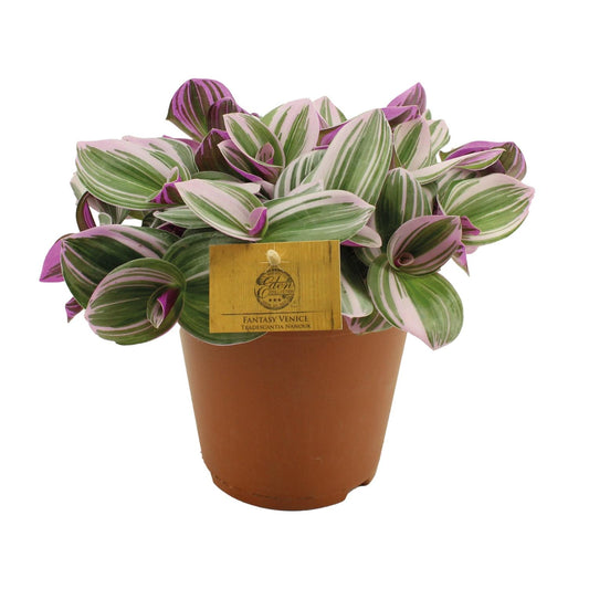 Tradescantia nanouk – Vaderplant kamerplant