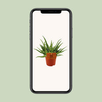 Aloe Spider – Aloe kamerplant