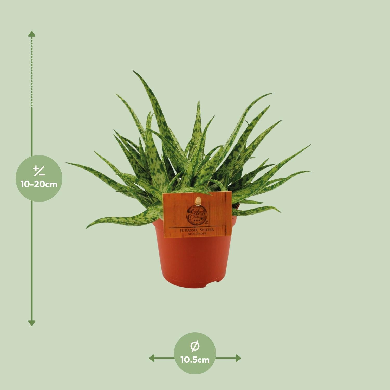 Aloe Spider – Aloe kamerplant