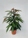 Ficus Binnendijkii 'Amstel King' P17 - Ø17cm - ↕75cm