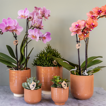 Phalaenopsis ‘Treviso’ – Ø9cm – ↕25-35cm COMBI DEAL met  2 planten