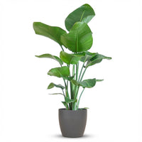 Strelitzia Nicolai – Paradijsvogelplant kamerplant