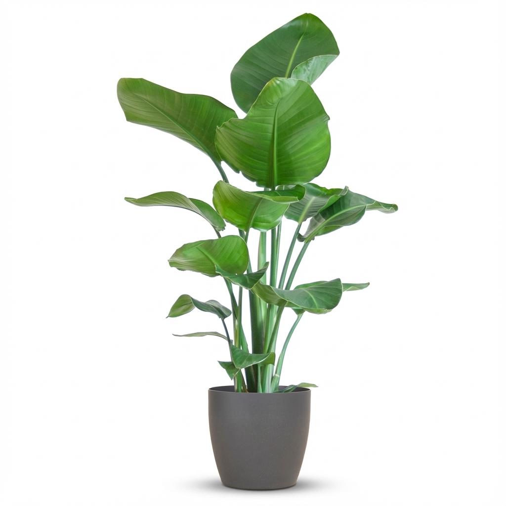 Strelitzia Nicolai – Paradijsvogelplant kamerplant