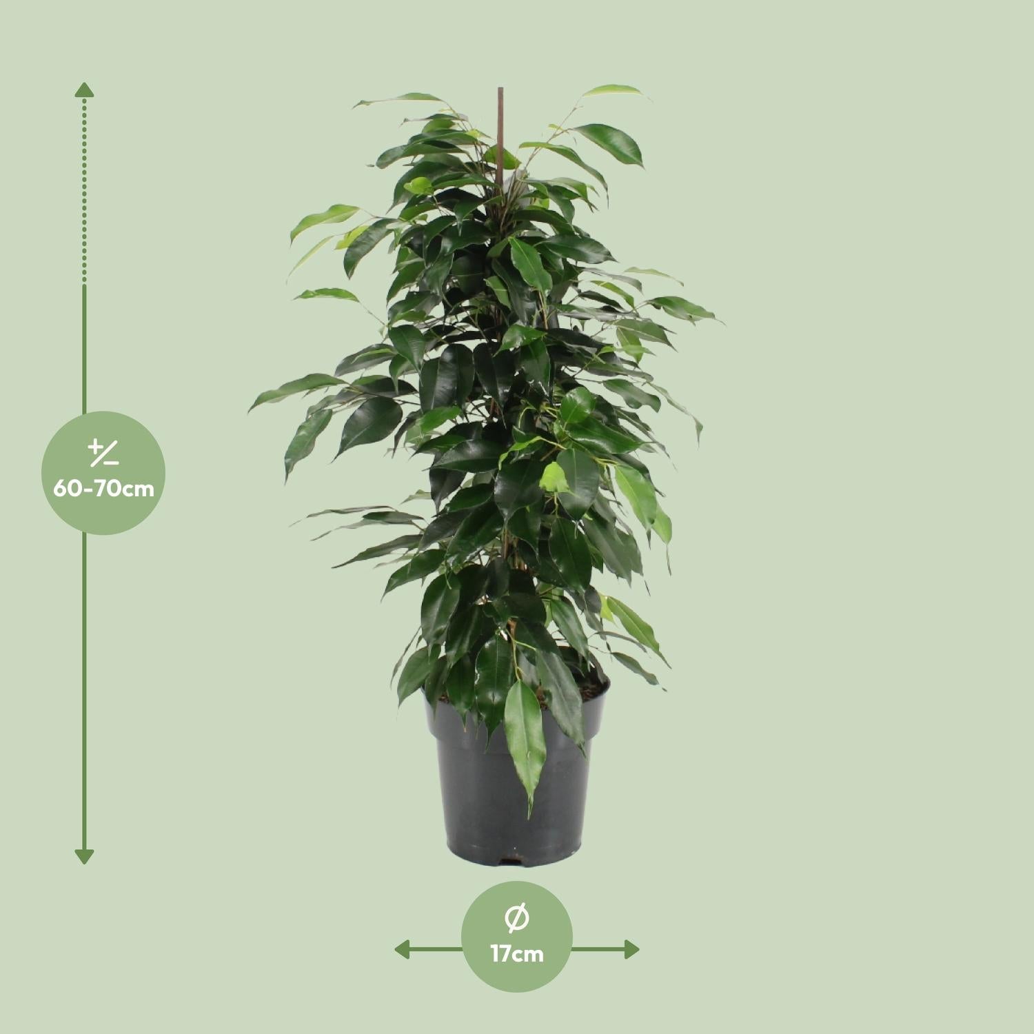 Ficus Benjamina – Treurvijg kamerplant