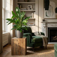 Spathiphyllum – Lepelplant kamerplant
