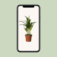 Dypsis Lutescens - Areca - Ø12cm - ↕40cm