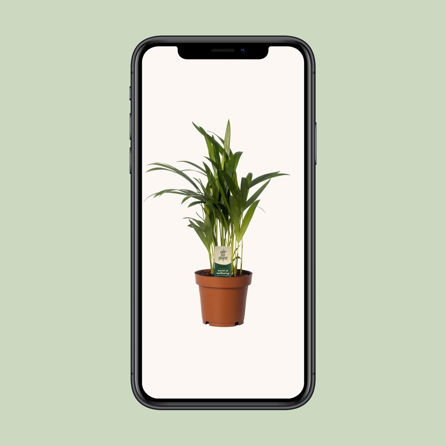 Dypsis Lutescens - Areca - Ø12cm - ↕40cm