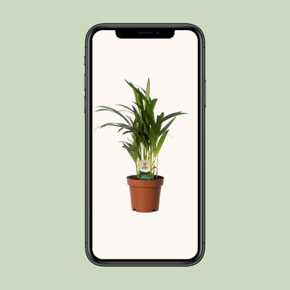 Dypsis Lutescens - Areca - Ø12cm - ↕40cm