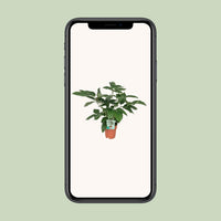Schefflera Actinophylla Emerald Green - Ø19cm - ↕75cm