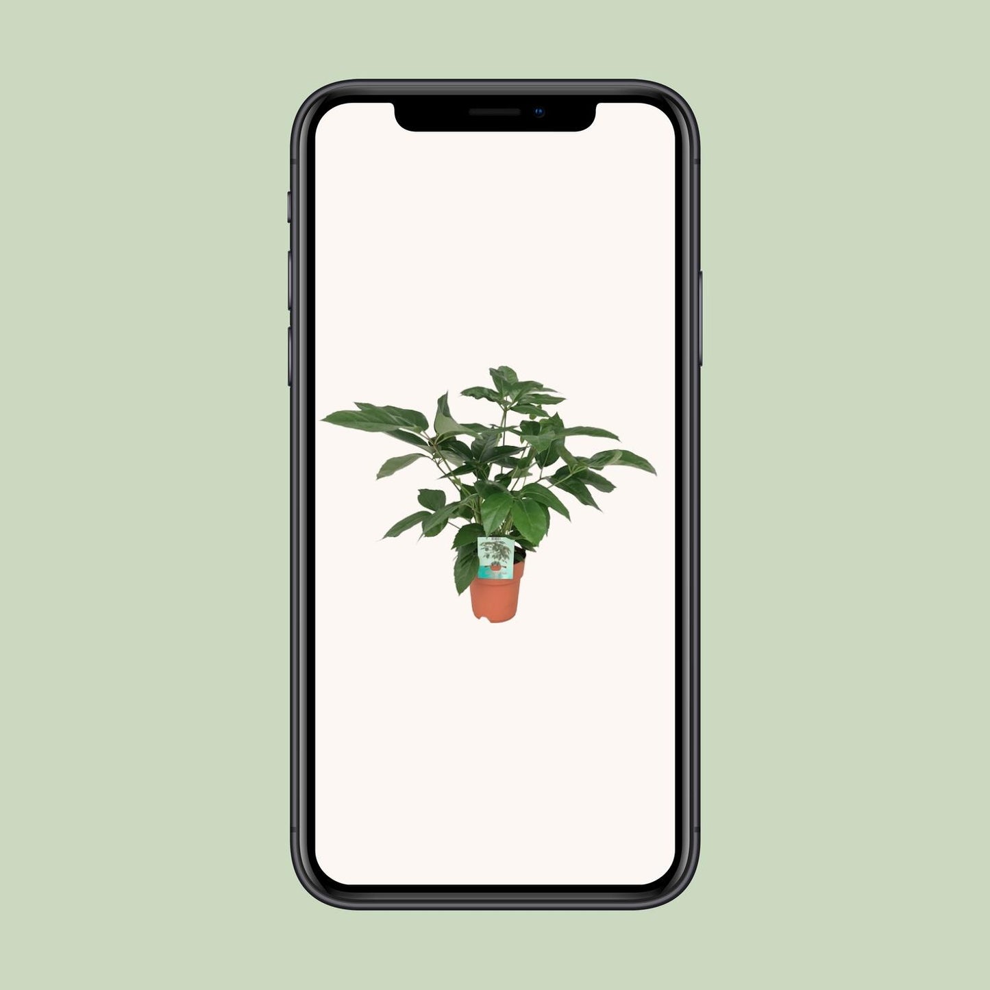 Schefflera Actinophylla Emerald Green - Ø19cm - ↕75cm