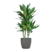 Dracaena  Janet Lindt met Viber grijs - 95cm - Ø21