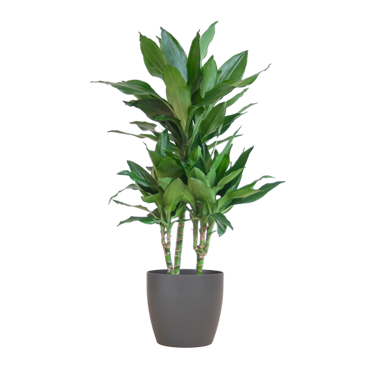Dracaena  Janet Lindt met Viber grijs - 95cm - Ø21