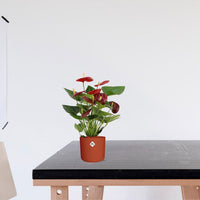 Anthurium – Flamingoplant Ø12 35-45 cm