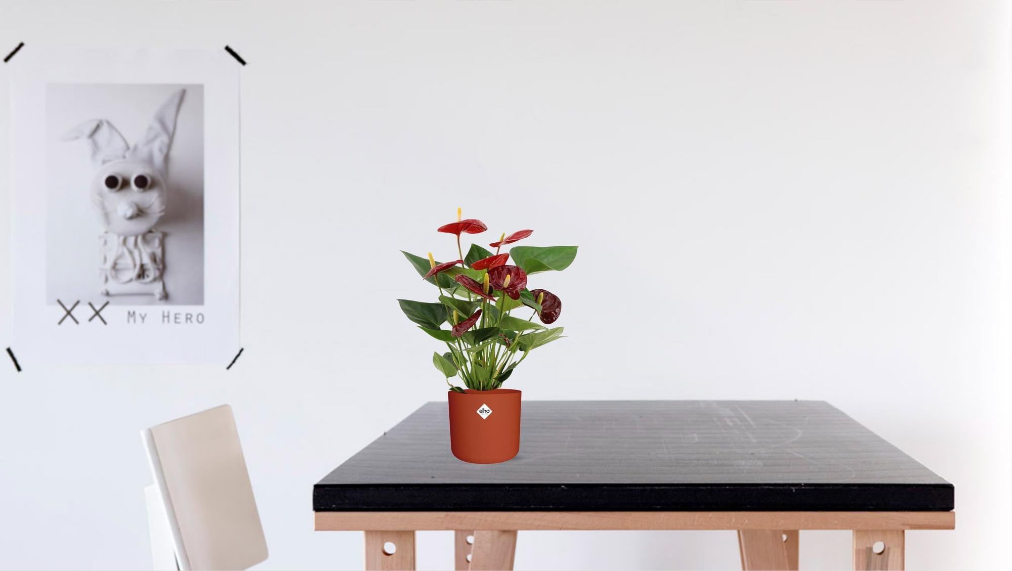 Anthurium – Flamingoplant Ø12 35-45 cm