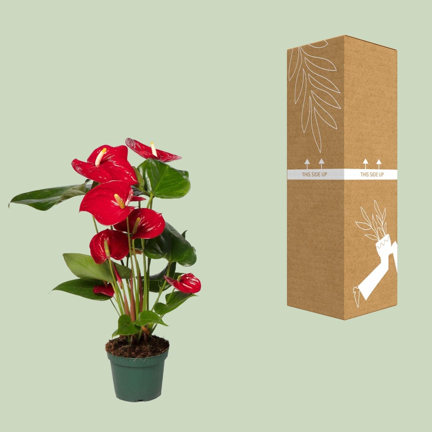 Anthurium – Flamingoplant Ø12 35-45 cm