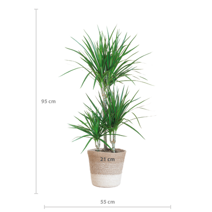 Dracaena Marginata met Lissabon mand wit - 95cm - Ø21
