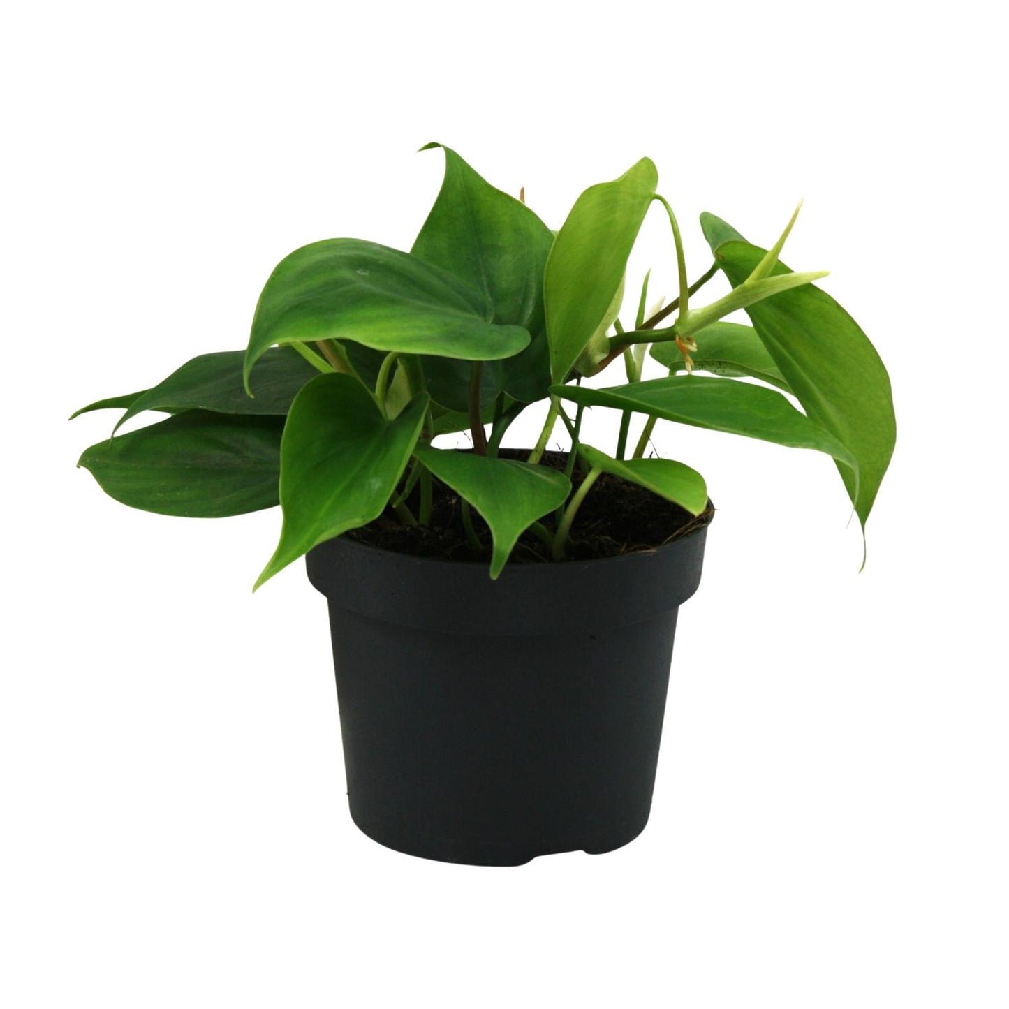 Philodendron Scandens – Hartbladige philodendron hangplant