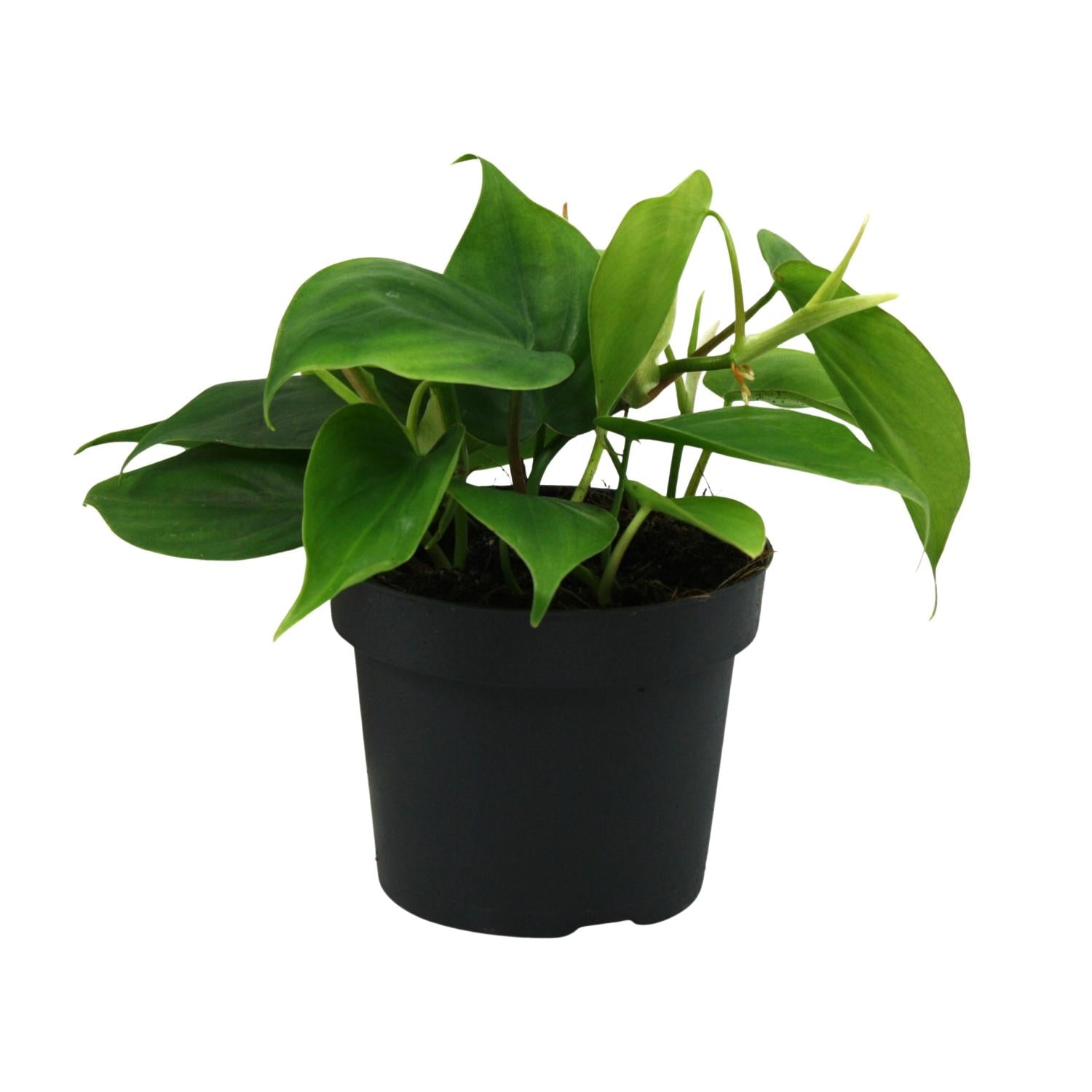 Philodendron Scandens – Hartbladige philodendron hangplant
