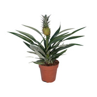 Ananasplant – Ananas kamerplant