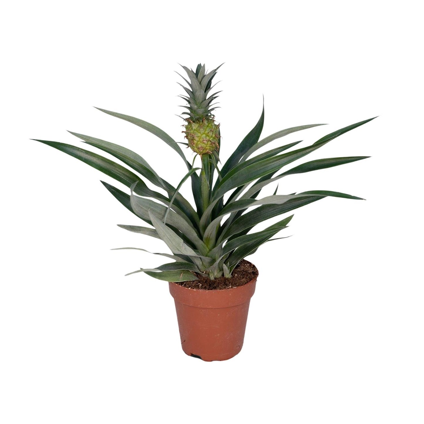 Ananasplant – Ananas kamerplant