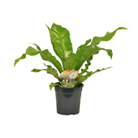 Asplenium nidus Nestvaren