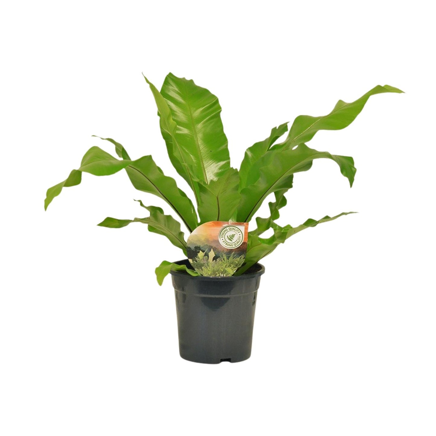 Asplenium nidus Nestvaren