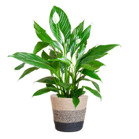 Spathiphyllum met Mand Lissabon zwart - 80cm - Ø21