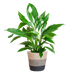 Spathiphyllum met Mand Lissabon zwart - 80cm - Ø21