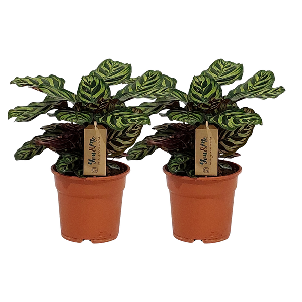 Calathea Makoyana - 2 stuks - Ø17cm - ↕25cm | Sierplantenshop 