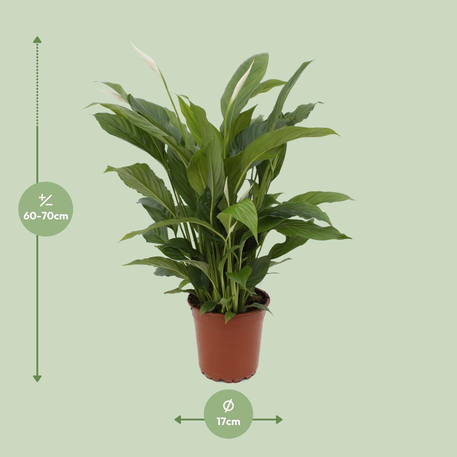 Areca en  Spathiphyllum - Ø17 - ↕60-70 CM -Set Van 2- Vers Van De Kweker Luchtzuiverende Kamerplanten -