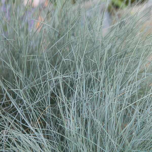 Festuca glauca 'Elijah Bleu' - ↕10-25cm - Ø9cm  - 12x | Sierplantenshop 