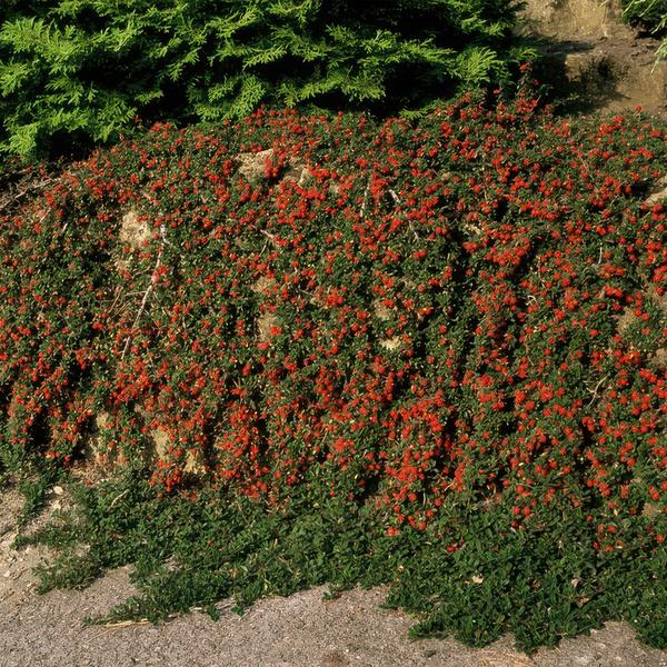 Cotoneaster pr. 'Queen of Carpets' - ↕10-25cm - Ø9cm - 12x | Sierplantenshop 