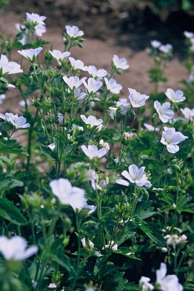 Geranium sang. 'Album' - ↕10-25cm - Ø9cm - 12x | Sierplantenshop 