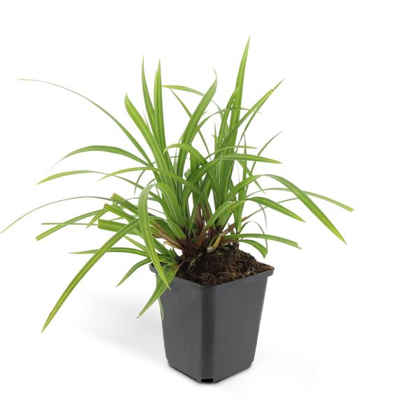 Carex morrowii 'Irish Green' - ↕10-25cm - Ø9cm - 12x | Sierplantenshop 