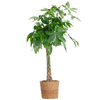 Pachira Aquatica XL met Torun mand - 140cm - Ø30 | Sierplantenshop 