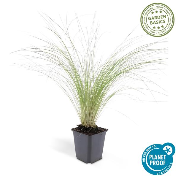 Stipa tenuissima 'Ponytails' - ↕10-25cm - Ø9cm - 12x | Sierplantenshop 