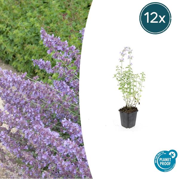 Nepeta 'Walker's Low' - ↕10-25cm - Ø9cm - 12x | Sierplantenshop 