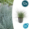 Festuca glauca 'Elijah Bleu' - ↕10-25cm - Ø9cm  - 12x | Sierplantenshop 