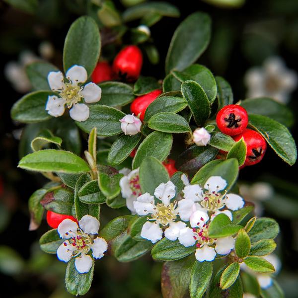 Cotoneaster dam. 'Major' - ↕25cm - Ø9cm  - 12x | Sierplantenshop 