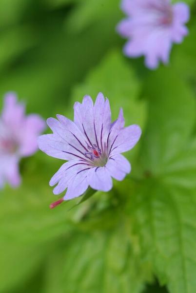 Geranium nodosum - ↕10-25cm - Ø9cm - 12x | Sierplantenshop 