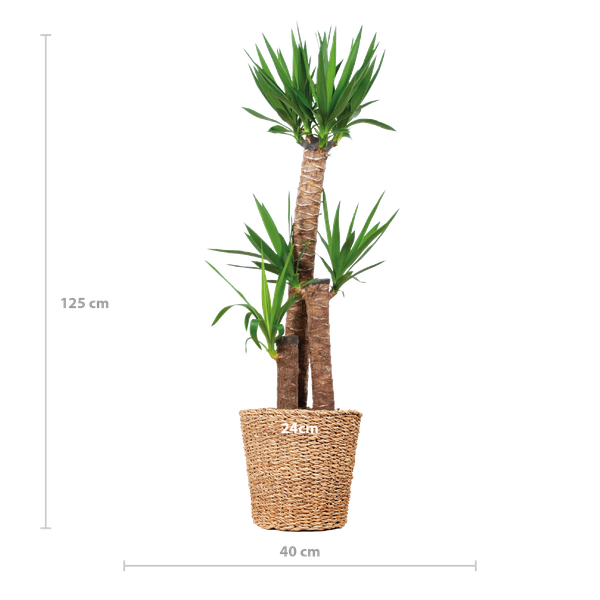 Yucca XL met Torun mand - 125cm - Ø24 | Sierplantenshop 