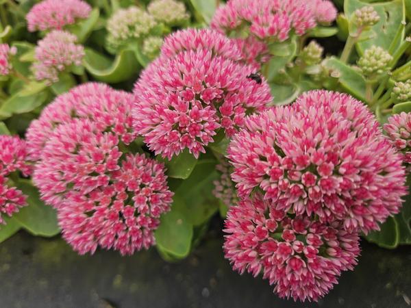 Sedum 'Herbstfreude' - ↕10-25cm - Ø9cm - 12x | Sierplantenshop 