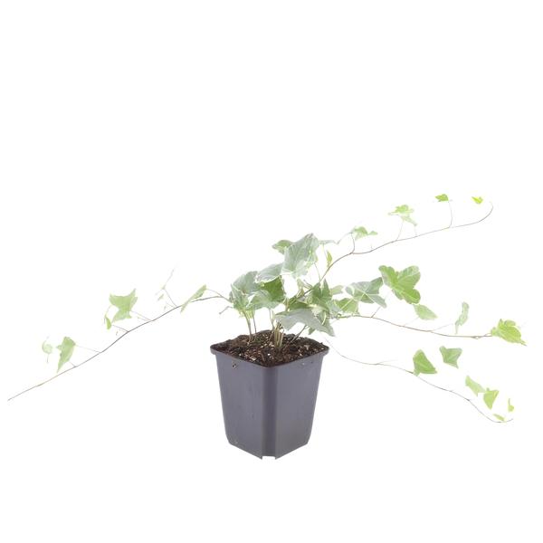 Hedera helix 'Glacier' - ↕10-25cm - Ø9cm - 12x | Sierplantenshop 