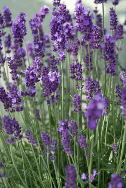 Lavandula ang. 'Dwarf Blue' - ↕10-25cm - Ø9cm - 12x | Sierplantenshop 