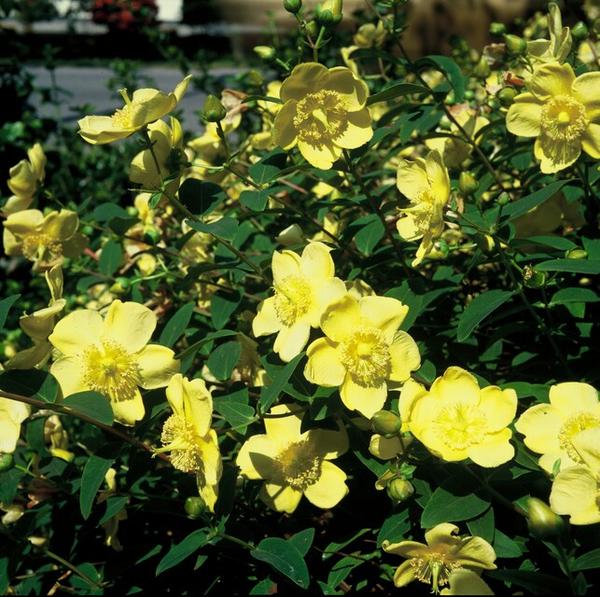 Hypericum 'Hidcote' - ↕10-25cm - Ø9cm - 12x | Sierplantenshop 