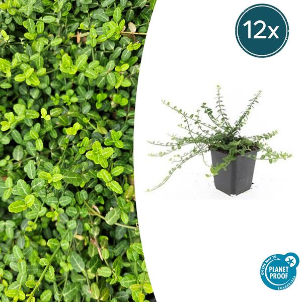 Euonymus fort. 'Minimus' - ↕10-25cm - Ø9cm - 12x | Sierplantenshop 