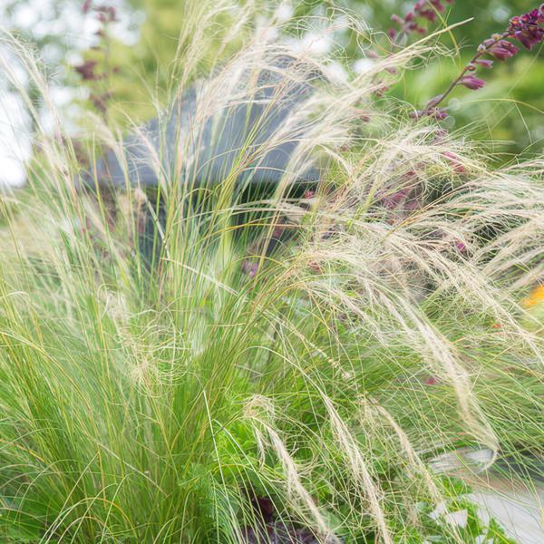 Stipa tenuissima 'Ponytails' - ↕10-25cm - Ø9cm - 12x | Sierplantenshop 